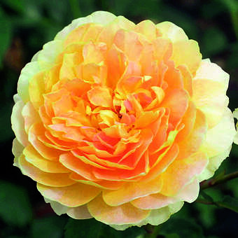 Englische Beetrose - Rose 'Molineux'