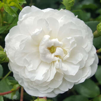 Rose 'Sanders White Rambler'