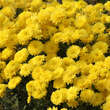 Chrysanthemum indicum 'Citronella': Bild 2/6