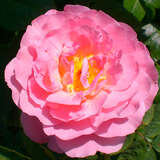 Rose 'Strawberry Hill' - Englische Strauchrose