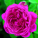 Rose 'Leopold Ritter' (multiflora) - Historische Kletterrose