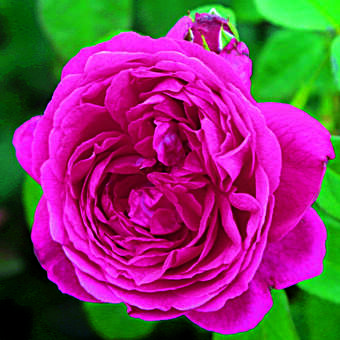 Rose 'Leopold Ritter' (multiflora)