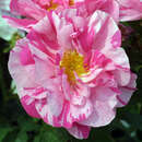 Historische Strauchrose - Rose 'Versicolor'
