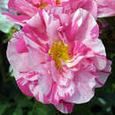 Rose 'Versicolor' - Historische Strauchrose