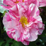 Rose 'Versicolor' - Historische Strauchrose