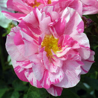 Rose 'Versicolor'