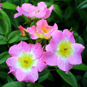 Rose 'Oleanderrose'