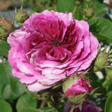 Rose 'Russeliana' - Ramblerrose