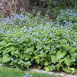 Brunnera macrophylla: Bild 4/5