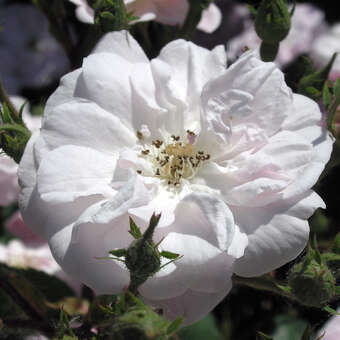 Rose 'Narrow Water'