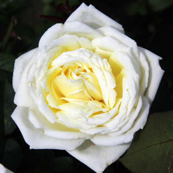 Rose 'White Perfumella'