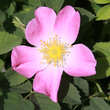 Rosa caesia: Bild 1/3