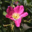 Heimische Apfelrose - Rosa villosa