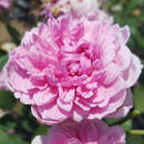 Englische Beetrose - Rose 'Sister Elizabeth'