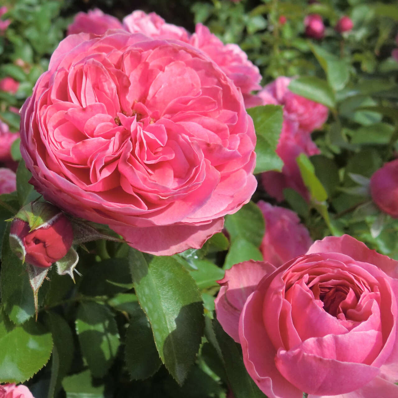 Leonardo Da Vinci Rose – Knallrosa, Dauerblühend, Gesunde Beetrose Im Topf, Frosthart