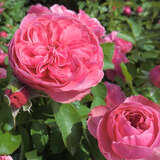 Rose 'Leonardo da Vinci - Beetrose