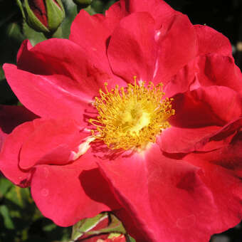 Rose 'Rosenfest'