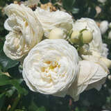 Rose 'Artemis' - Moderne Strauchrose