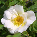 Historische Strauchrose - Rose 'Nevada'