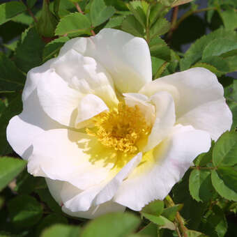 Rose 'Nevada' (moyesii)
