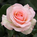 Rose 'Johann Strauß' - Moderne Edelrose