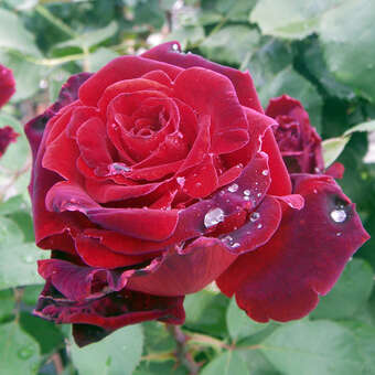 Rose 'Graf Lennart' ('M. Pagnol')