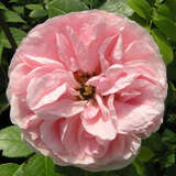Rose 'Giardina' - Moderne Kletterrose