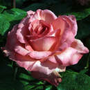 Rose 'Pink Panther' - Moderne Edelrose