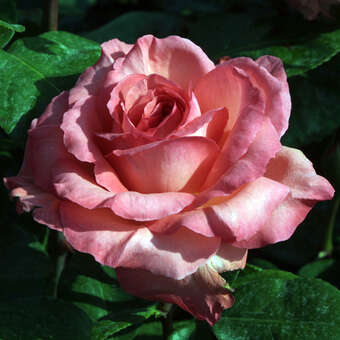 Rose 'Pink Panther'