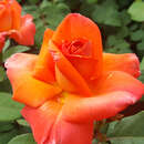 Rose 'Climbing Christophe Colomb' - Moderne Kletterrose
