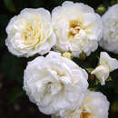 Rose 'Madeleine Seltzer' - Ramblerrose
