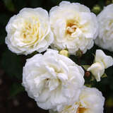 Rose 'Madeleine Seltzer' - Ramblerrose