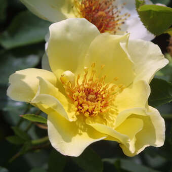 Rose 'Golden Wings' (pimpinellif.)