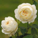 Rose 'Claire Austin' - Englische Strauchrose