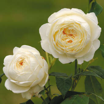 Rose 'Claire Austin'