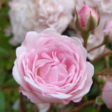 Rose 'Exquisite' - Ramblerrose