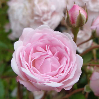 Rose 'Exquisite'