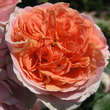 Rose 'Chippendale': Bild 1/4