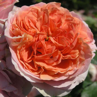 Rose 'Chippendale'