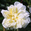 Rose 'Alberic Barbier' (wichuriana) - Ramblerrose