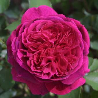 Rose 'The Dark Lady'