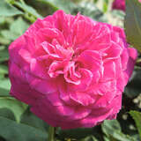 Rose 'Rotkäppchen'  Geschwind - Historische Strauchrose
