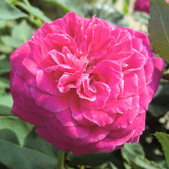 Rose 'Rotkäppchen' Geschwind