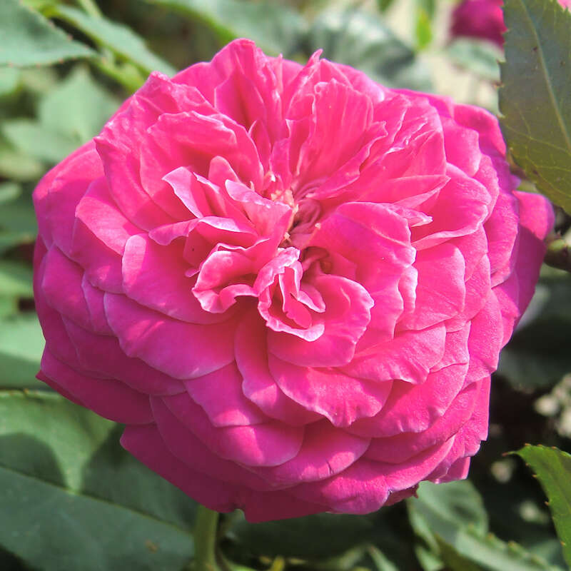 Historische Strauchrose Rose 'Rotkäppchen' rosa
