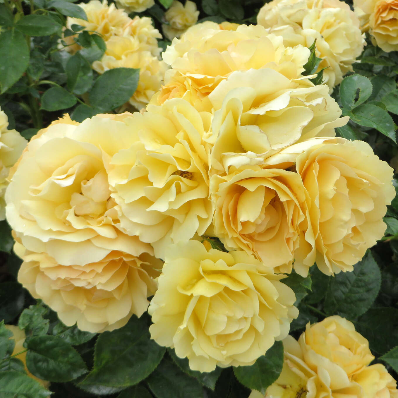 Beetrose Rose 'Hansestadt Rostock' gelb