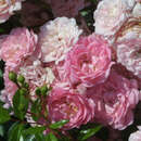 Bodendeckerrose - Rose 'The Fairy'