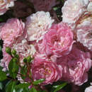 Rose 'The Fairy' - Bodendeckerrose