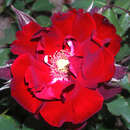 Moderne Strauchrose - Rose 'Roter Korsar'
