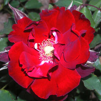 Rose 'Roter Korsar'
