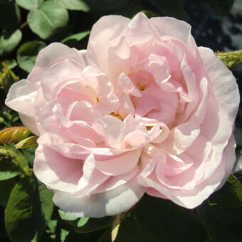 Rose 'Alfred de Dalmas'(centifolia)